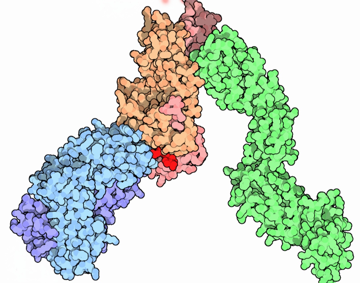 Clonal differentiation diagram